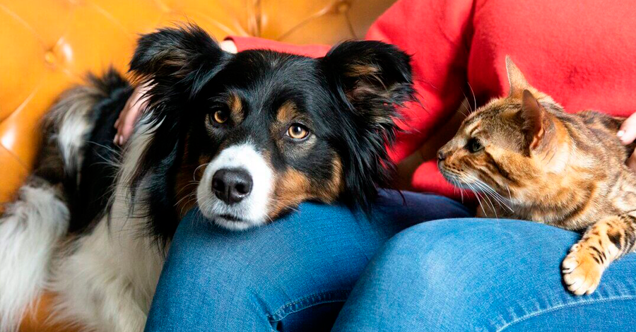 Como apresentar um gato a um cachorro