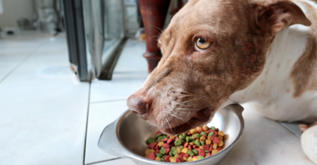 Por que meu cão protege recursos?