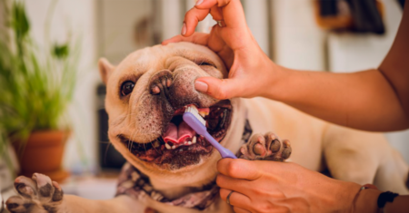 Como escovar os dentes do cachorro?