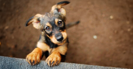 5 perguntas a fazer a si mesmo antes de adotar um cachorro 