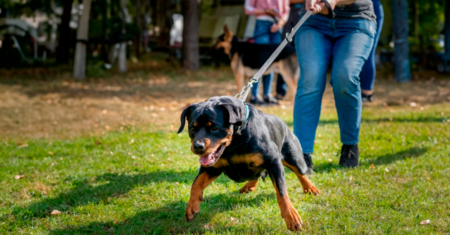 Socialização de Cães: O que fazer?