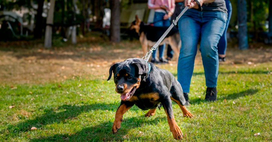 Socialização de cães