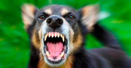 Adestramento de Cachorro Agressivo: Guia Prático