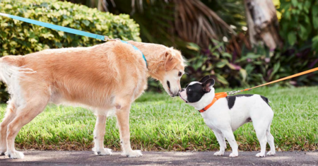 Como Socializar Cachorro: Guia Completo