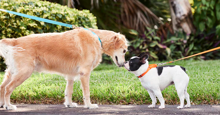 Como Socializar Cachorro: Guia Completo para Donos Responsáveis