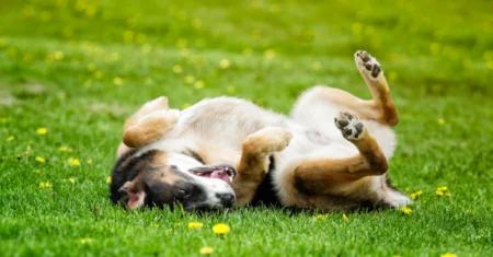 Por que os cachorros rolam na grama?