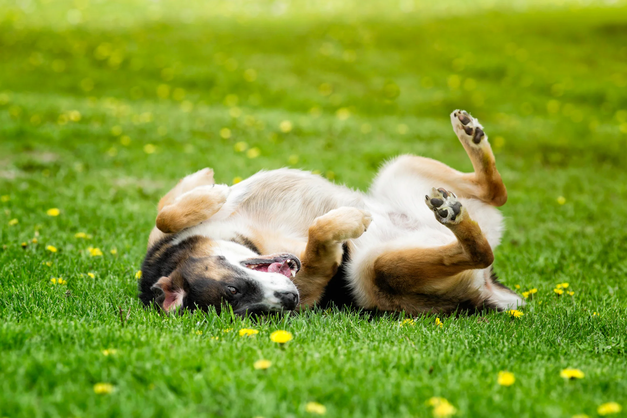 Por que os cães rolam na grama?