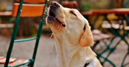 Cachorro Uivando: Descrubra todos os Motivos