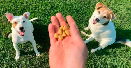 Preocupado em usar petiscos ou comida durante o treinamento? 