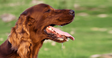 Os cães transpiram? Descubra!