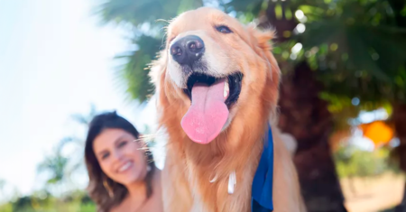 Como proteger seu cão da insolação neste verão