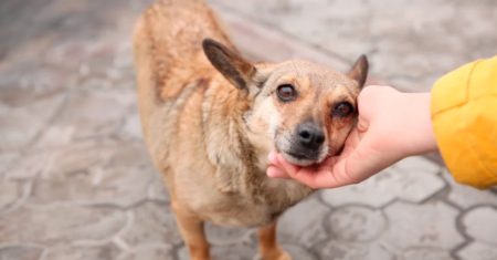 Cães De Rua São Iguais Aos Cães Resgatados?