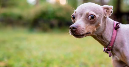 3 maneiras de evitar arruinar seu cão