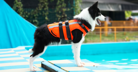 Por que seu cão amante da água precisa de um colete salva-vidas