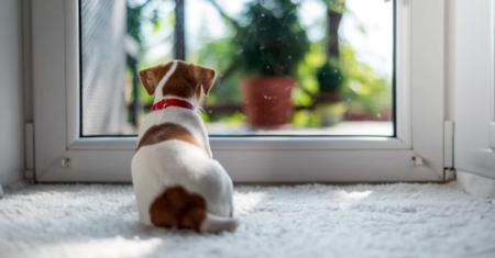 Ajuda para ansiedade canina: como acalmar um cão ansioso