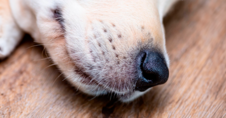 Por que cachorros têm bigodes?