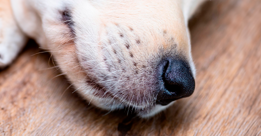 Por que cachorros têm bigodes