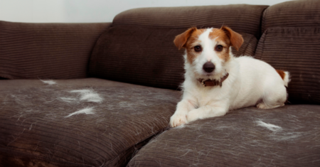 Os cães perdem mais pelo no verão?