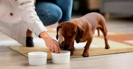 Livre-se da tigela do cachorro: 7 maneiras melhores de alimentar seu cachorro