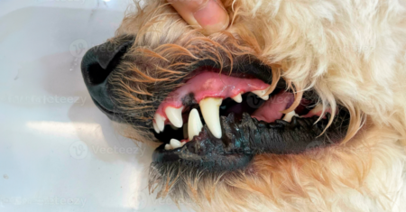 Qual a importância de cuidar dos dentes do seu cachorro?