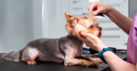 Um cão tosado é mais confortável? Nem sempre — e aqui está o porquê