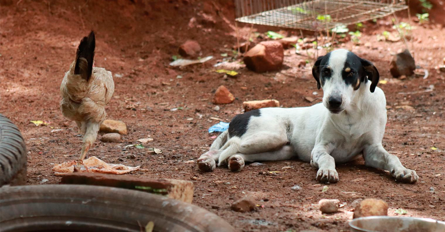 raças de cães para galinhas