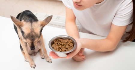 Seu Cachorro Não Está Comendo? Aqui Estão 8 Possíveis Motivos Pelos Quais Eles Estão Pulando o Jantar