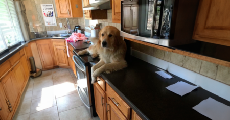 Como proteger sua cozinha contra Cães e Gatos