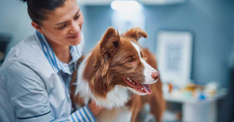 perguntas que deve fazer ao veterinário