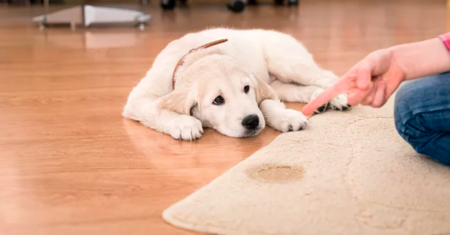 Razões pelas quais seu cachorro está fazendo xixi em casa