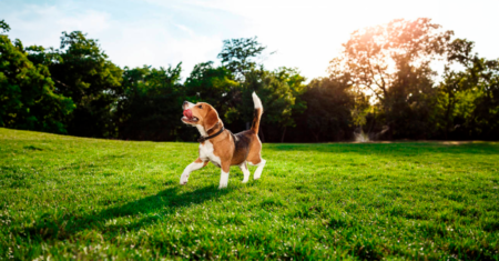 Por que você deve comprar um rastreador GPS para seu cachorro?