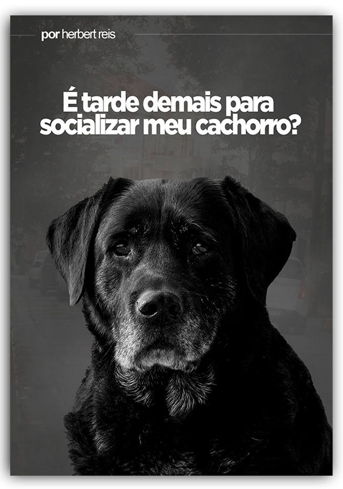 Será que é tarde Demais para Socializar meu Cachorro?