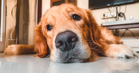 Sinais que indicam que seu cachorro pode estar morrendo