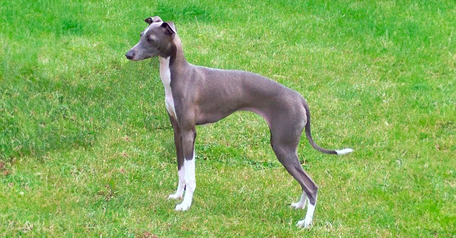 cuidados para galgos italianos