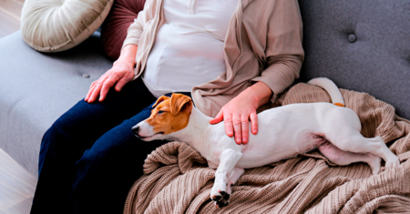 Melhores (e piores) raças de cães para idosos