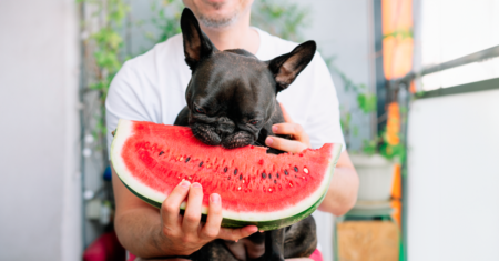 Alimentos humanos que seu cão pode e não pode comer 