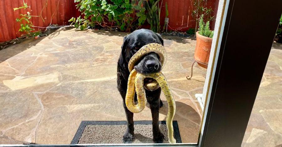 apresentar seus cães a cobras