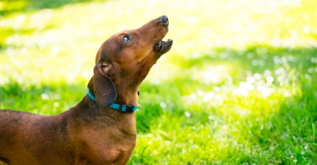 5 razões pelas quais seu cachorro não para de latir