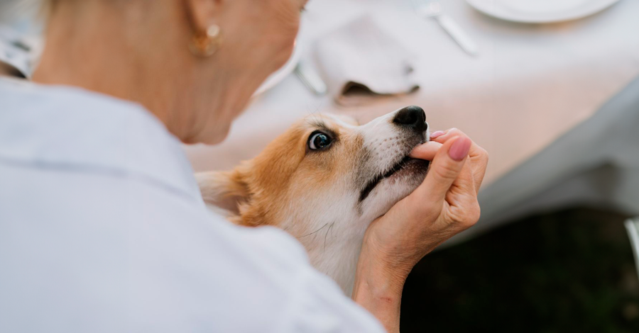 cachorro morde com tanta força