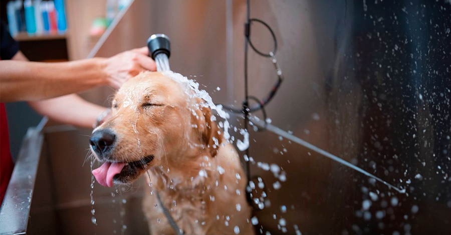 facilitar o banho do cachorro