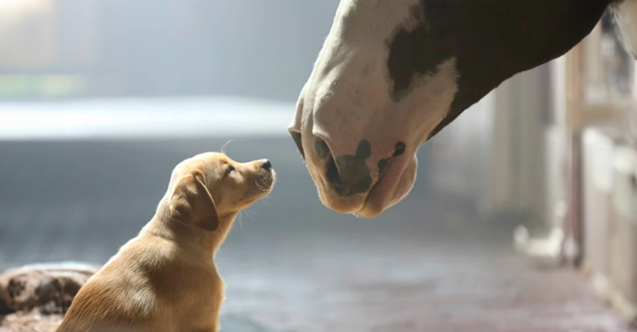 raças de cães que se dão bem com cavalos