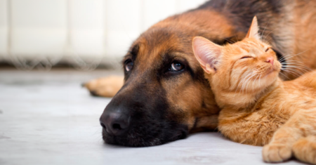 Como impedir que um cão seja agressivo com gatos