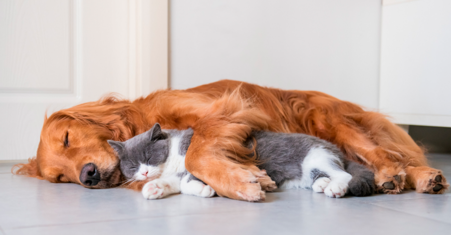 cachorro e gato