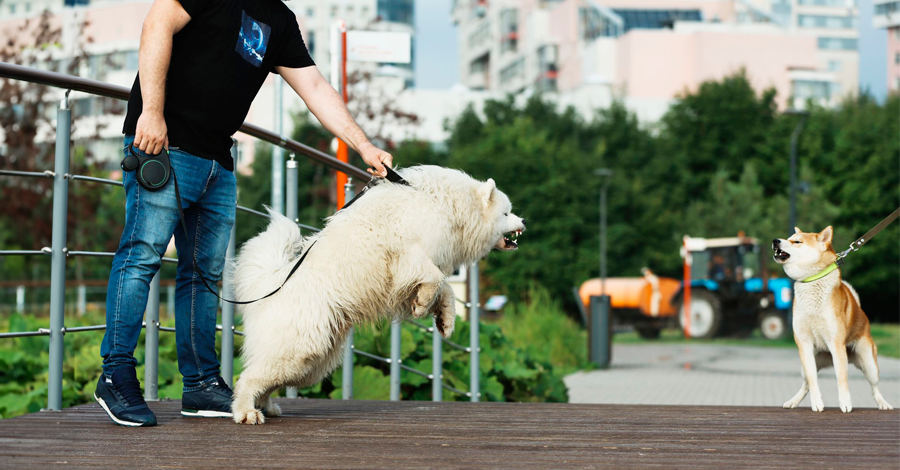 Como criar um cão que aceita cães