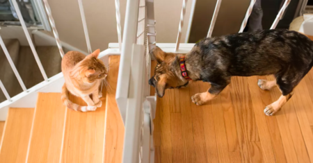 Apresentando um gato a um cachorro