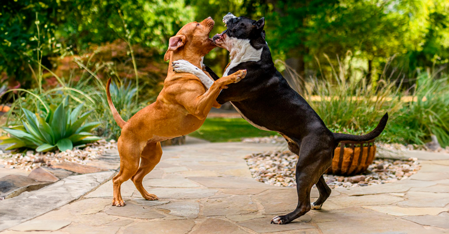 Cães valentões