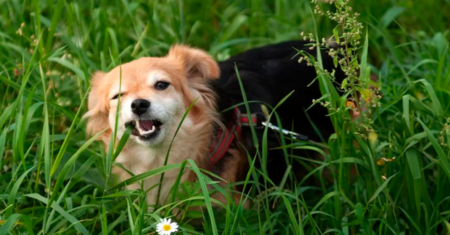 Por que meu cachorro come grama?