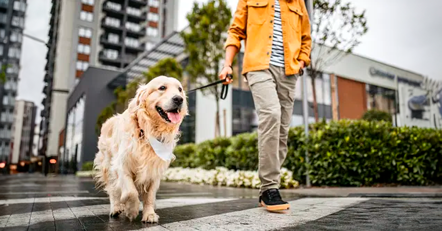 8 motivos para manter seu cachorro na coleira