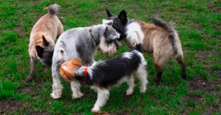 Por que os cães cheiram o traseiro uns dos outros?