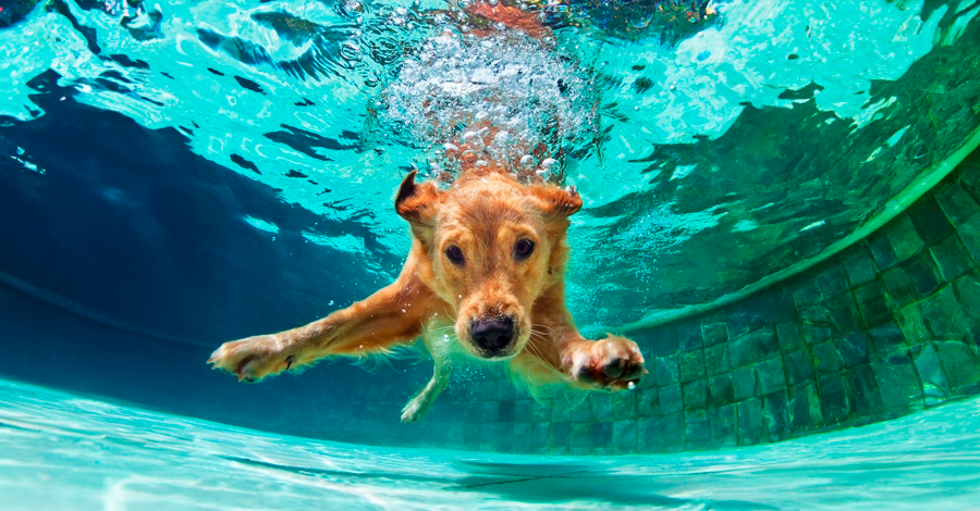 Todos os cães podem nadar